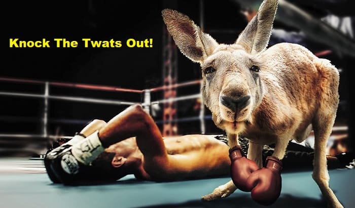 Kangaroo knockout - make an is a twat website here